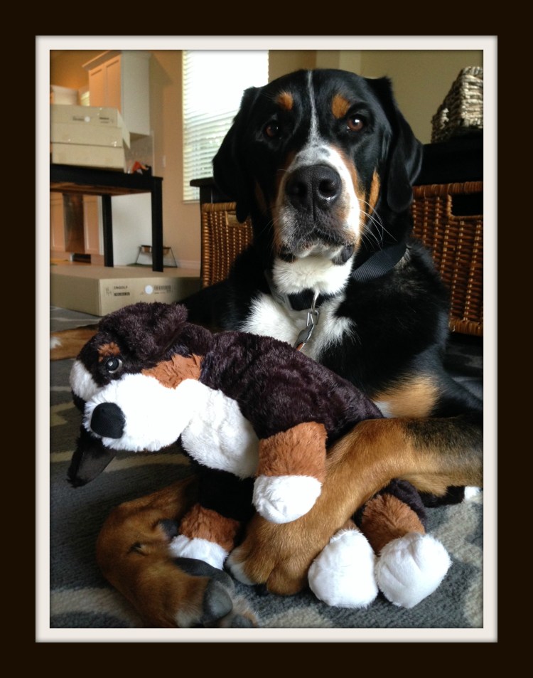 greater swiss mountain dog, puppy, finn, swissy, gsmd, dog, 