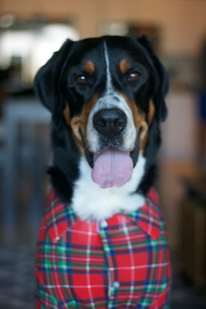 greater swiss mountain dog, swissy, finn, christmas card, christmas, holiday, dog,  