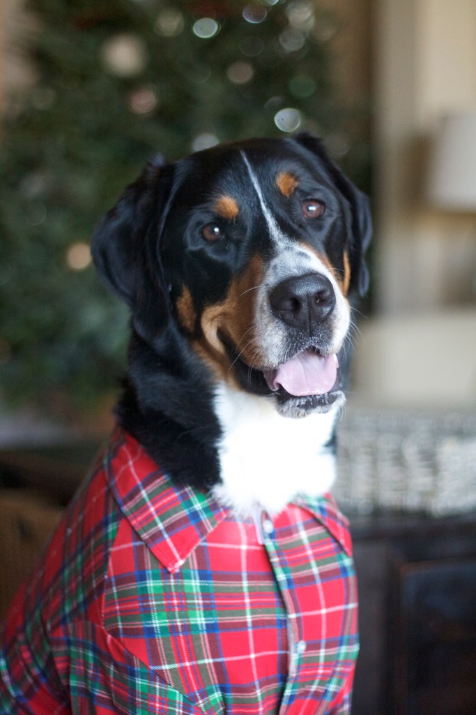 greater swiss mountain dog, swissy, finn, christmas card, christmas, holiday, dog,  