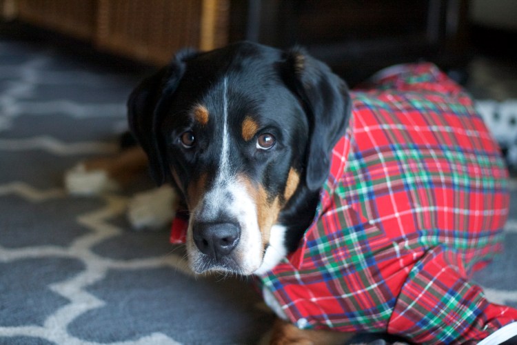 greater swiss mountain dog, swissy, finn, christmas card, christmas, holiday, dog,  