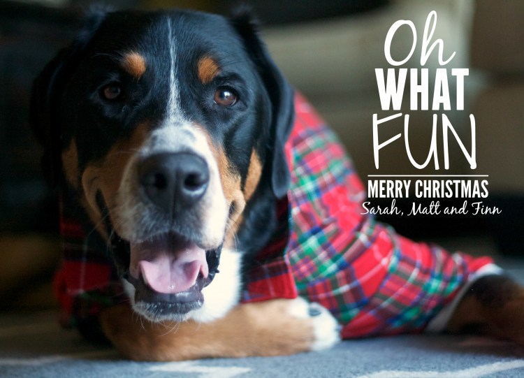 greater swiss mountain dog, swissy, finn, christmas card, christmas, holiday, dog,  