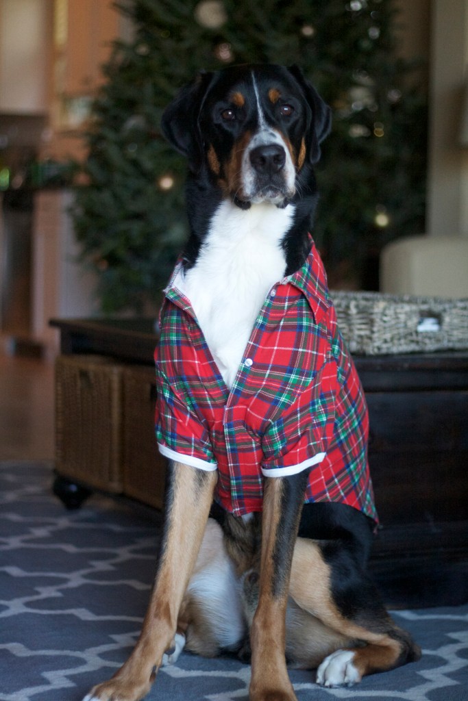 greater swiss mountain dog, swissy, finn, christmas card, christmas, holiday, dog,  