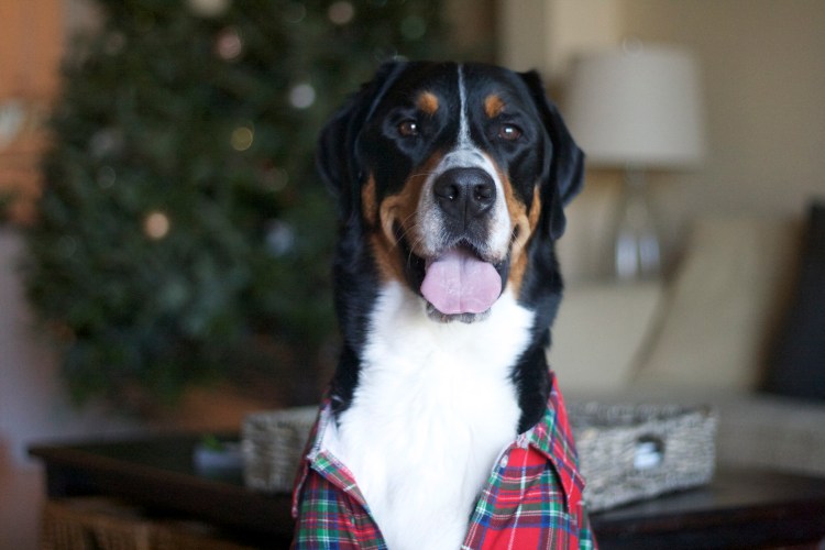 greater swiss mountain dog, swissy, finn, christmas card, christmas, holiday, dog,  