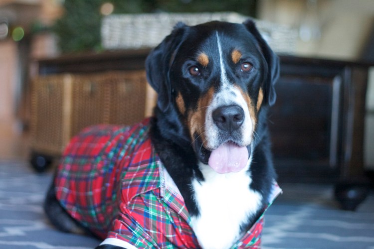 greater swiss mountain dog, swissy, finn, christmas card, christmas, holiday, dog,  