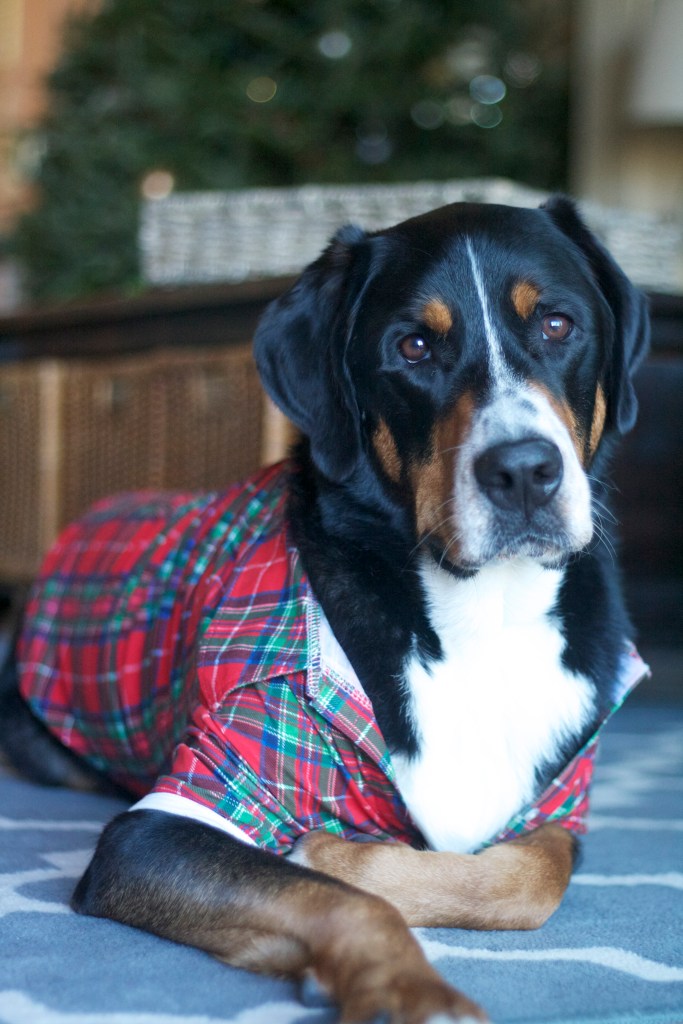 greater swiss mountain dog, swissy, finn, christmas card, christmas, holiday, dog,  