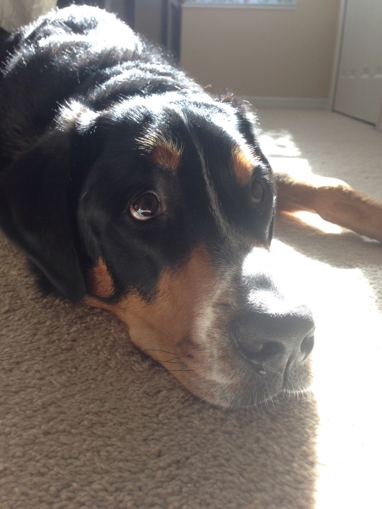 greater swiss mountain dog, puppy, finn, swissy, gsmd, dog, 