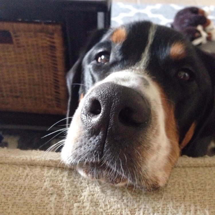 greater swiss mountain dog, puppy, finn, swissy, gsmd, dog,