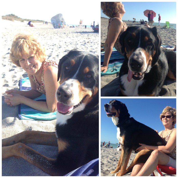 greater swiss mountain dog, beach, florida, venice, vacation, dog beach, swissy, finn, 