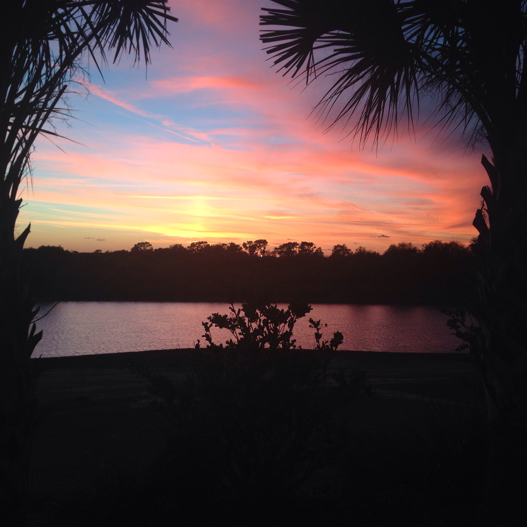 florida sunset, sarasota, florida, winter, sunset, palm trees