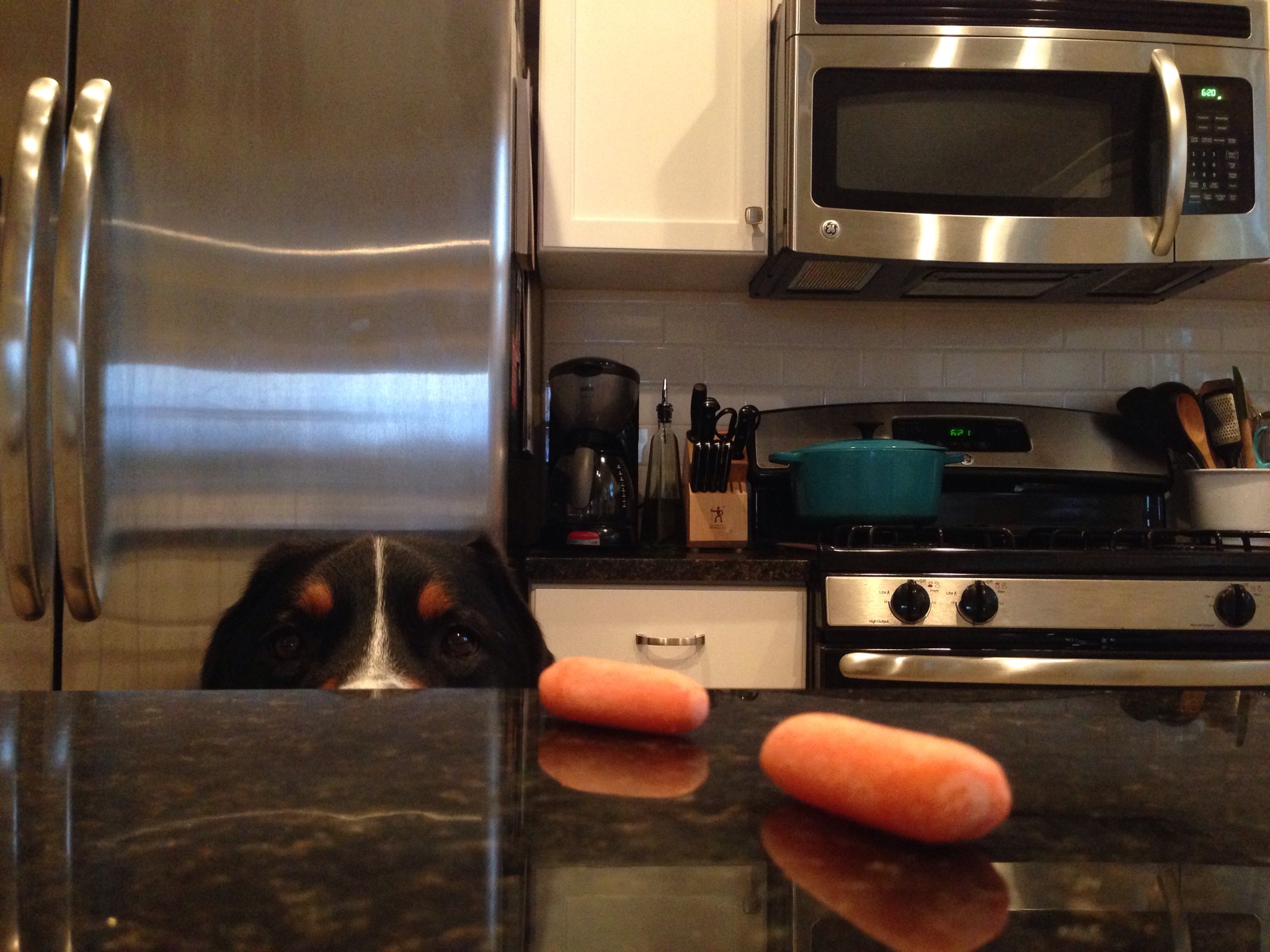 greater swiss mountain dog, swissy, finnegan, finn, greater swiss, puppy, 