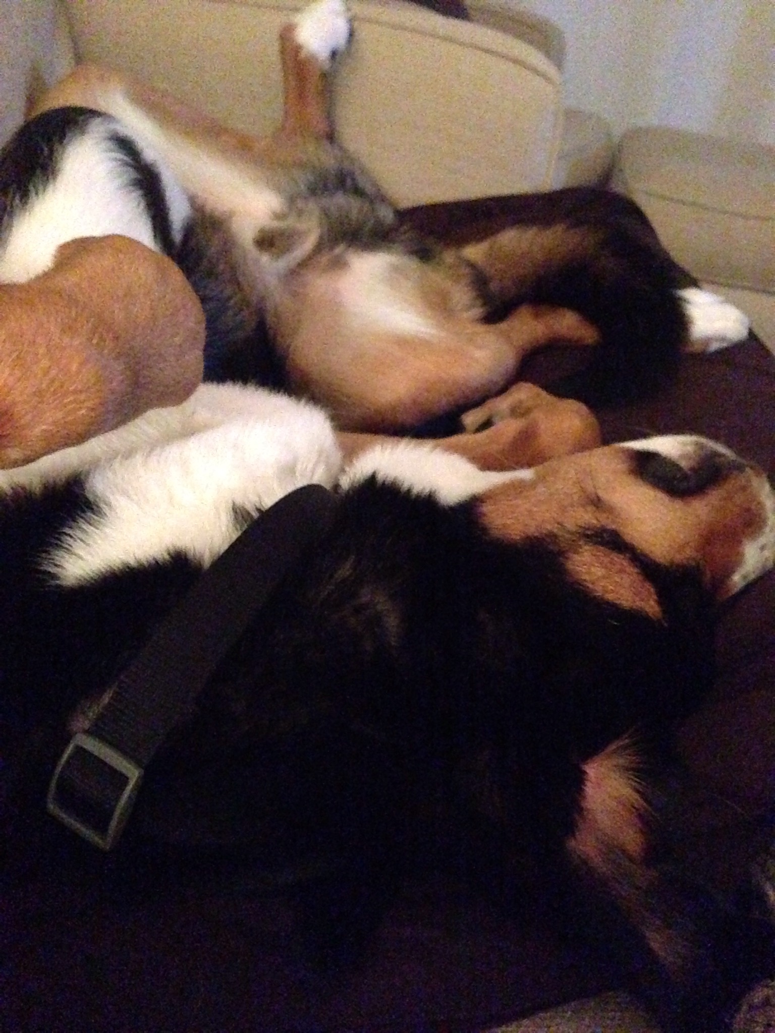 greater swiss mountain dog, swissy, finnegan, finn, swiss mountain dog, 