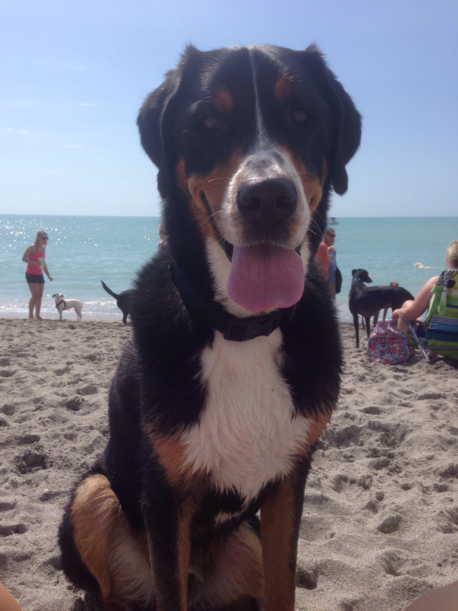 greater swiss mountain dog, beach, venice dog beach, sarasota, florida, swissy, finn