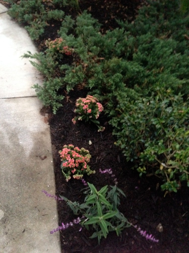gardening, florida, fire ants, flowers, lowe's 