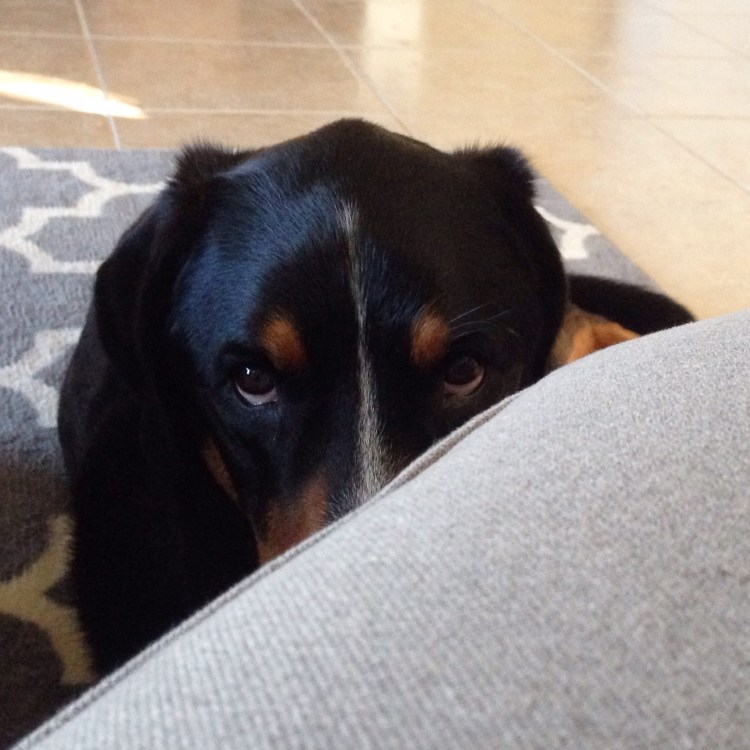 greater swiss mountain dog, finnegan, swissy, greater swiss, dog, puppy