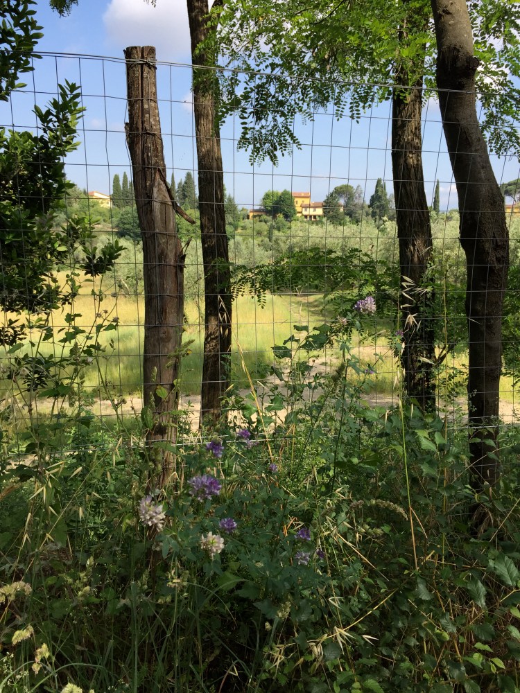 Florence, firenze, Italy, honeymoon in italy, honeymoon, wedding, travel, duomo, ponte vecchio, tuscany, la scaletta, palazzo pitti, boboli gardens, renaissance art, michaelangelo, museo de accademia, michaelangelo's david, tuscany, piazza de michaelangelo