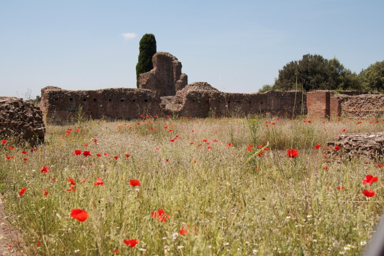 roma, rome, honeymoon in italy, colosseum, gladiator, ruins, roman forum, vacation, honeymoon,  