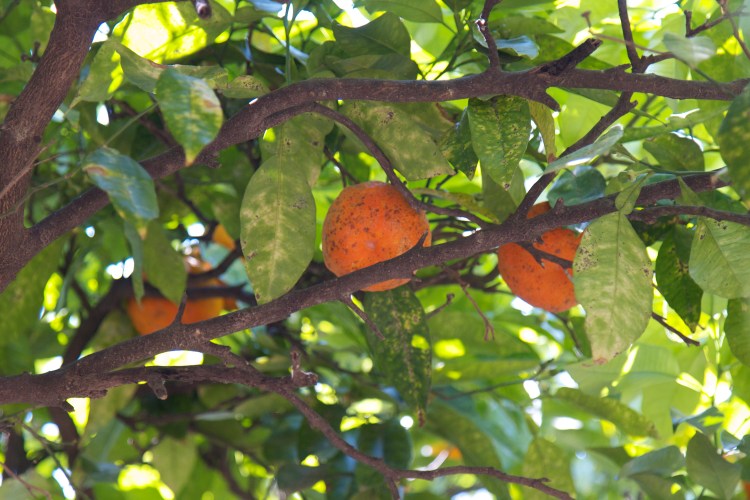 roma, rome, honeymoon in italy, colosseum, gladiator, ruins, roman forum, vacation, honeymoon,  