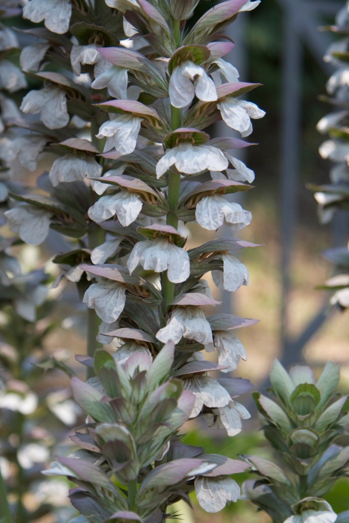 roma, rome, honeymoon in italy, colosseum, gladiator, ruins, roman forum, vacation, honeymoon,  