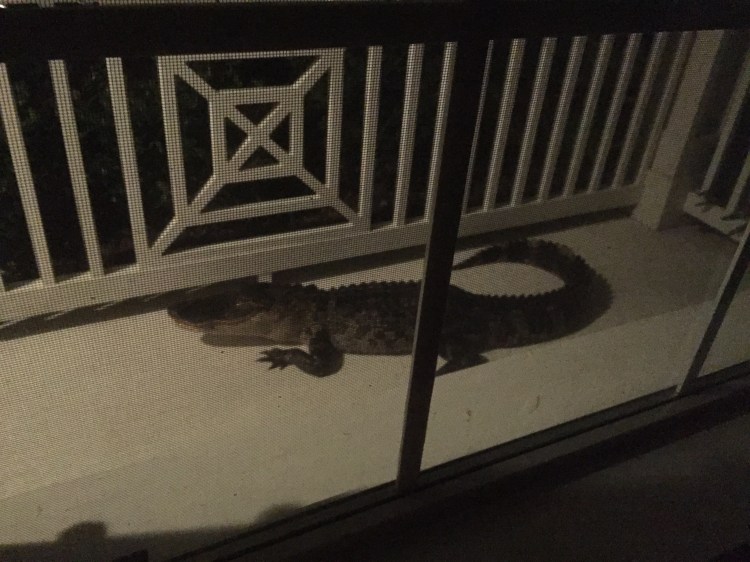 alligator, florida, front porch, lakewood ranch, 