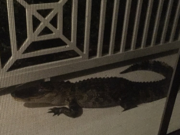 alligator, florida, front porch, lakewood ranch, 