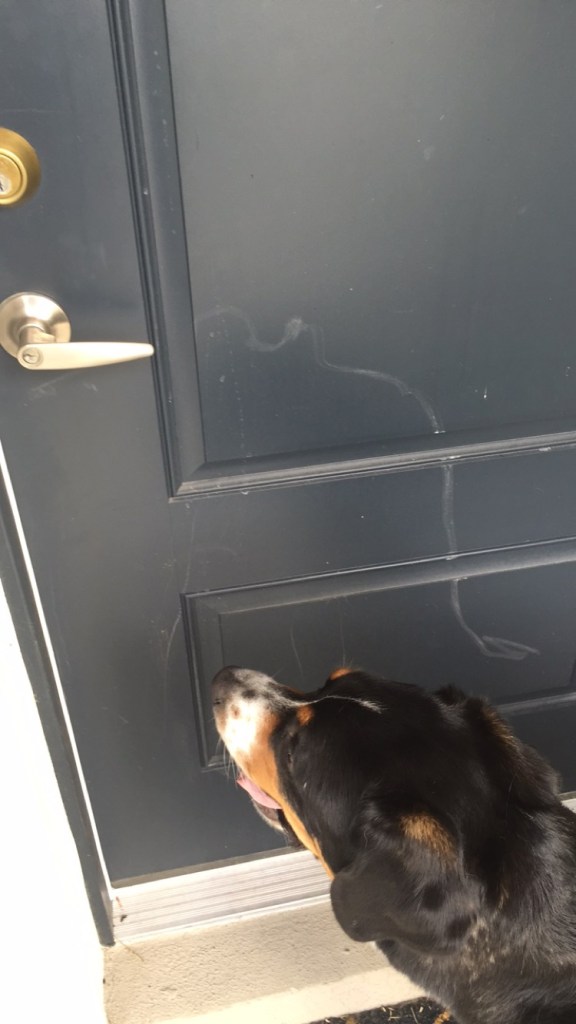 alligator, front door, swiss mountain dog, florida