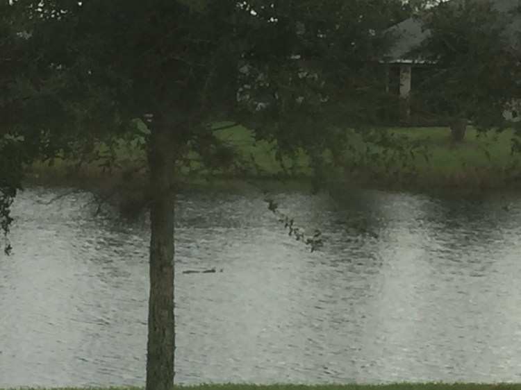 alligator, florida, lakewood ranch, front porch