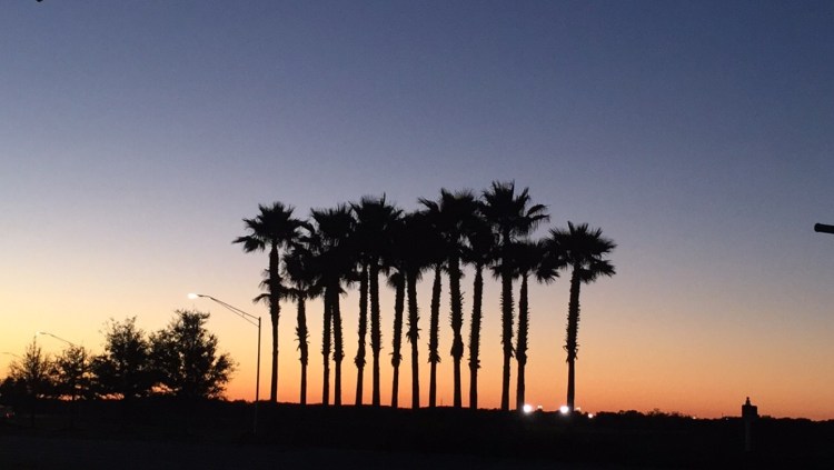 sarasota, florida, palm trees, lakewood ranch, 