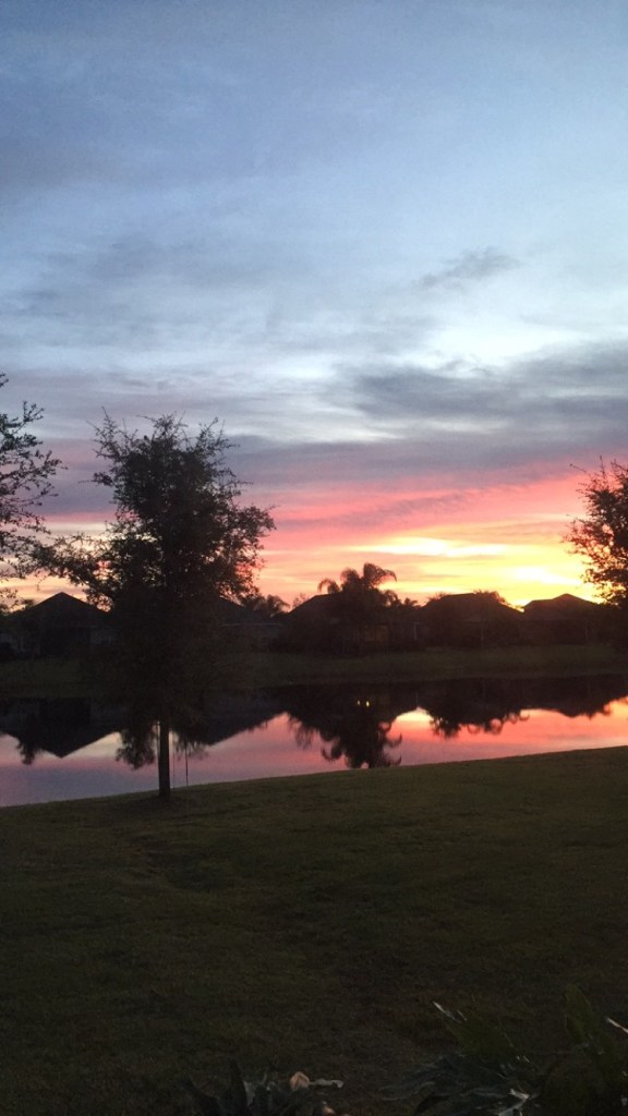 sarasota, florida, palm trees, lakewood ranch, 