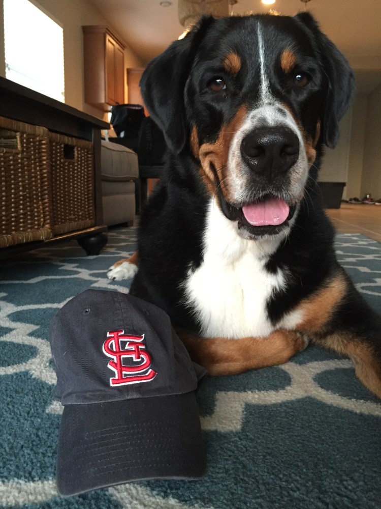 St. Louis, Greater swiss mountain dog, st. louis cardinals, greater swiss, swissy, finnegan