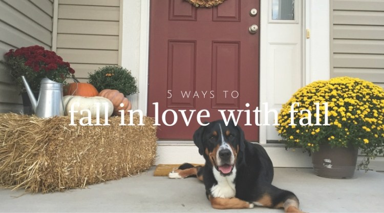 5 ways to fall in love with fall, fall, midwest, st louis, greater swiss mountain dog, swissy, katy trail, st charles, running, pumpkins, halloween recipes, mummy oreos, 