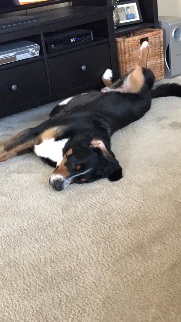 Finn, greater swiss mountain dog, finnegan, swissy, gsmd