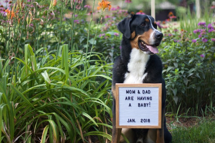 baby announcement, greater swiss mountain dog, swissy, baby, letterboard frame baby announcement, 