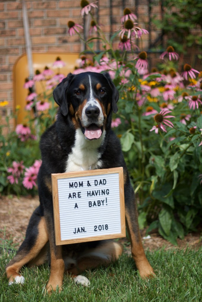 baby announcement, greater swiss mountain dog, swissy, baby, letterboard frame baby announcement, 