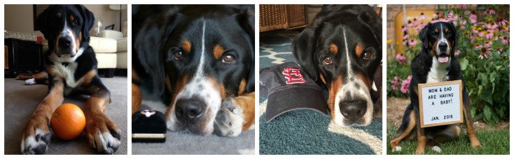 Finn, greater swiss mountain dog, finnegan, swissy, gsmd