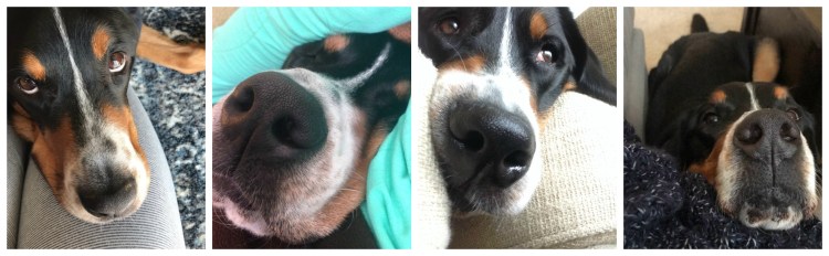 Finn, greater swiss mountain dog, finnegan, swissy, gsmd