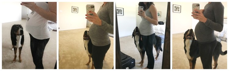 Finn, greater swiss mountain dog, finnegan, swissy, gsmd, maternity, puppy