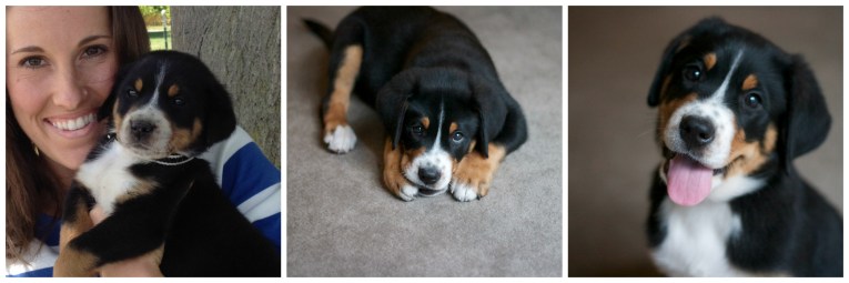 Finn, greater swiss mountain dog, finnegan, swissy, gsmd, puppy