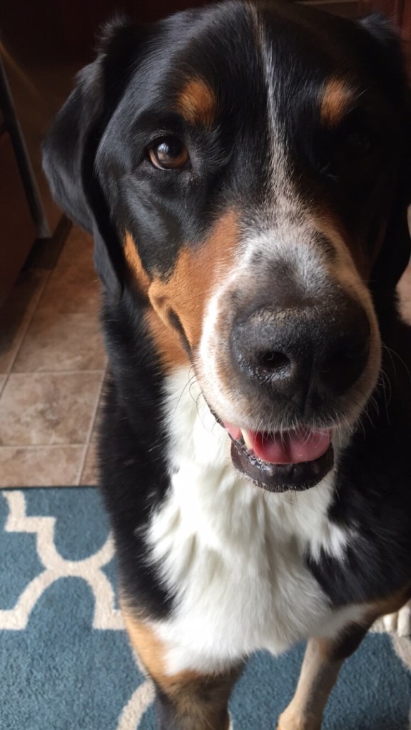 Finn, greater swiss mountain dog, finnegan, swissy, gsmd, puppy